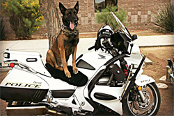 dog on moto